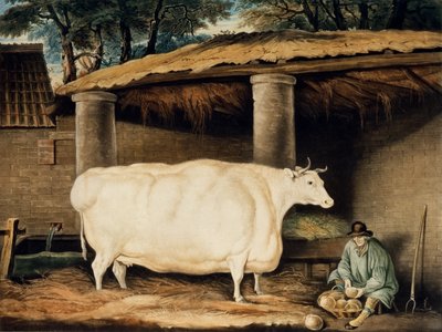A Short Horned Heifer, Engraved by William Ward, Dartington by Thomas Weaver