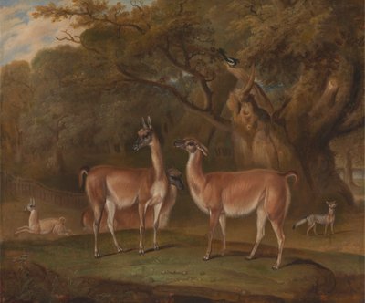 Llamas and a Fox in a Wooded Landscape by Thomas Weaver