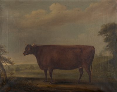 Red Devon Heifers in Landscape by Thomas Weaver