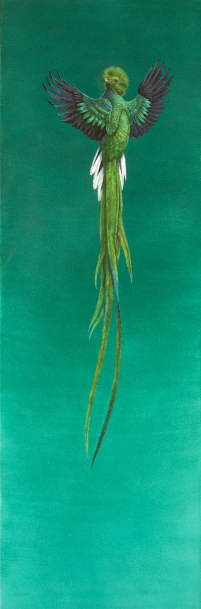 Quetzal by Tim Hayward