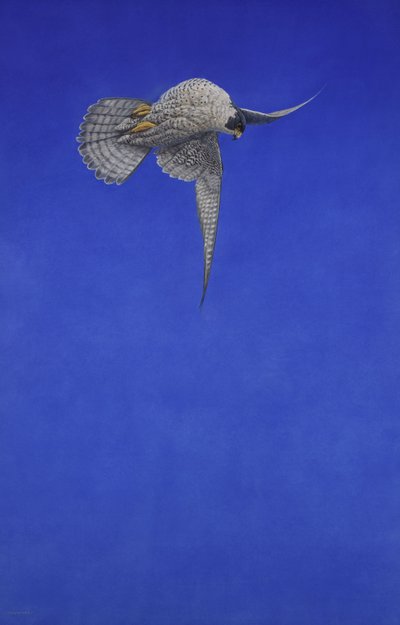 The Corkscrew Stoop; Peregrine Falcon by Tim Hayward