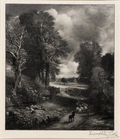 Cornfield by Timothy Cole
