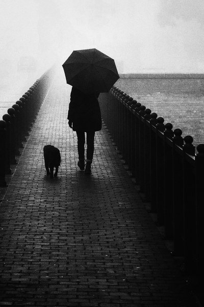 Misty Walk with Dog by Tito Mindoljevic