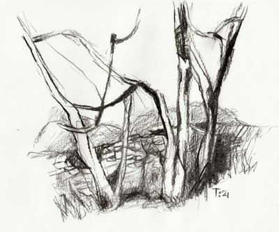 Bare Forest Sketch by Tore Bahnson
