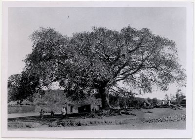 Tree with Broad Spreading Canopy in Front of Village Wall, Axum, Ethiopia by Ugo Monneret de Villard