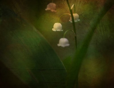 Dreamy Lily of the Valley by Ulrike Eisenmann