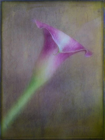 Dreamy Purple Calla Lily by Ulrike Eisenmann