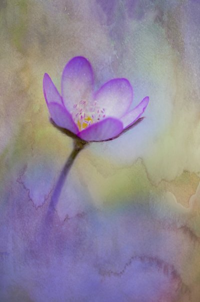 In the Spring Woods by Ulrike Eisenmann