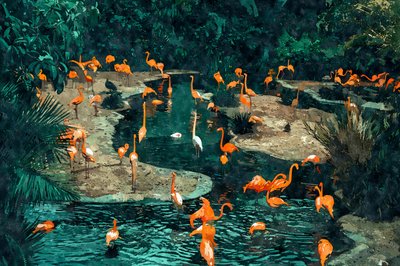 Flamingos in the Tropics by Uma Gokhale