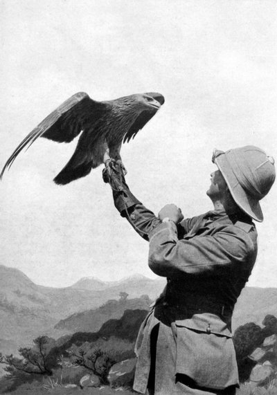 A British officer with a tamed golden eagle, Salonika, Greece, First World War by Unbekannt