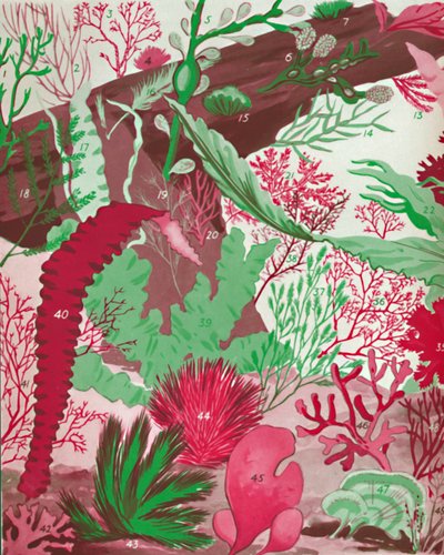 A Collection of Over Fifty Species of Red, Green and Brown Seaweeds by Unbekannt