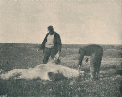 A Dead Bear on Reindeer Island, August 21st, 1893 by Unbekannt