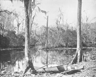 A Feeder of the St. Johns River, Florida, USA, c1900 by Unbekannt