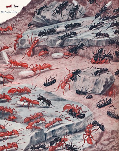 A Fierce Slave Raid in the Ant World by Unbekannt