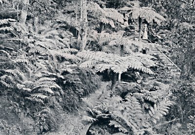 A Forest of Tree Ferns, Leura, Blue Mountains by Unbekannt