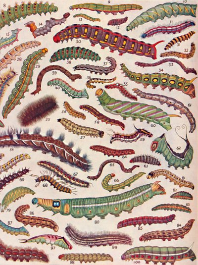A Hundred Different Kinds of Caterpillars of Butterflies and Moths by Unbekannt