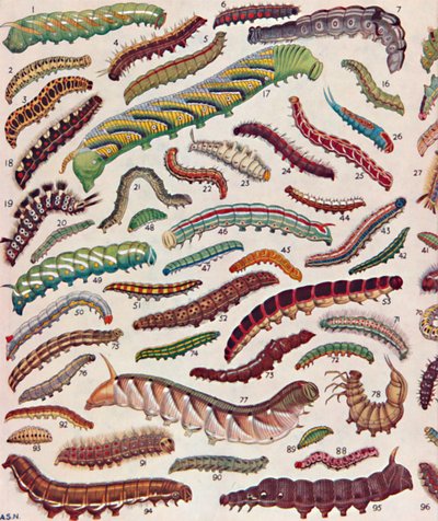 A Hundred Different Kinds of Caterpillars of Butterflies and Moths by Unbekannt