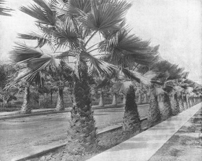 A Palm Avenue in Los Angeles, California, USA, c1900 by Unbekannt