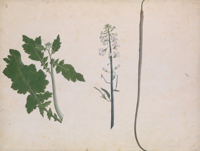 A Radish Plant, Seed, and Flower by Unbekannt