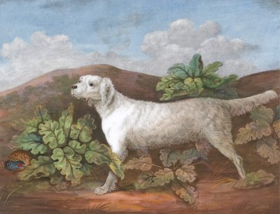 A Setter: Facing Left, with a Partridge Hiding among Burdocks on the Left by Unbekannt