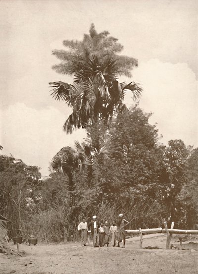 A Talipot Palm in Flower, 1900 by Unbekannt