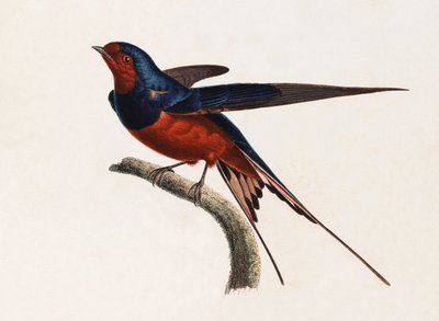 A Colour Illustration of a Brown and Blue Bird by Unbekannt