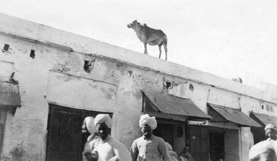 A Cow on the Roof of a Building, Nowshera, India by Unbekannt