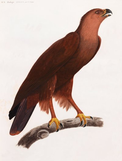 A Full Page Colour Illustration of a Brown Bird on a Branch by Unbekannt