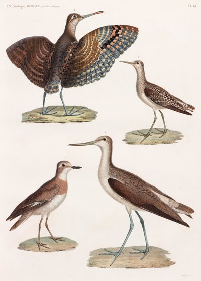 A Full Page Series of Colour Illustrations of Birds by Unbekannt