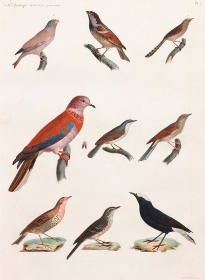 Series of Birds (color illustrations) by Unbekannt