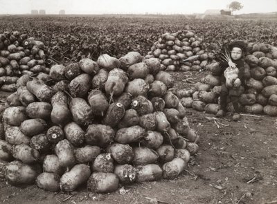 A little girl with piles of harvested turnips, near Landskrona, Sweden, 1910 by Unbekannt