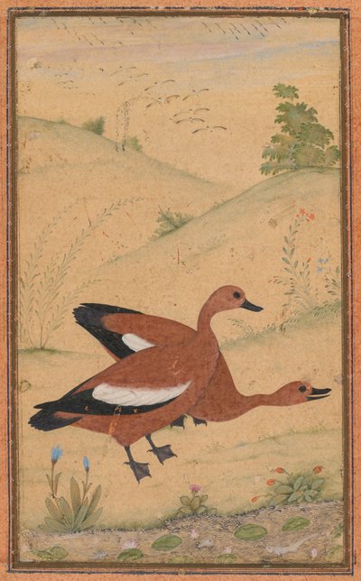 A pair of Brahminy ducks, borders added probably 1800s by Unbekannt