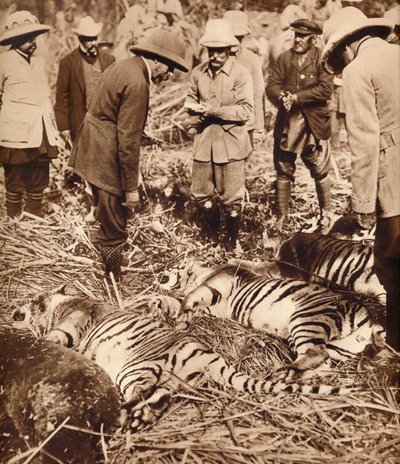 A Royal Bag of Tigers by Unbekannt
