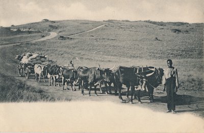 A Typical Ox Wagon - South Africa by Unbekannt
