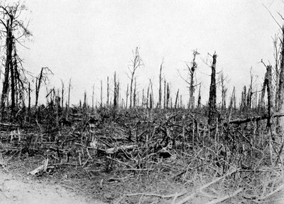 A Wood in the Somme Area, France by Unbekannt