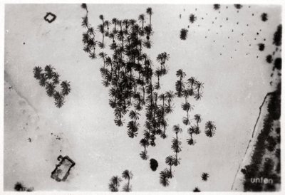 Aerial View of Palm Shadows in the Arabian Desert, from a Zeppelin, 1931-1933 by Unbekannt