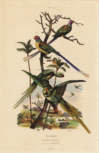 Alexandrine parakeet, Psittacula eupatria, and long-tailed parakeet, Psittacula longicauda by Unbekannt
