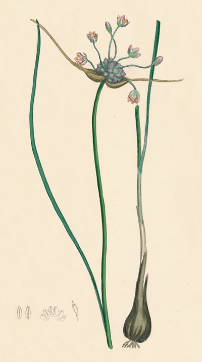 Allium oleraceum, var. genuinum. Field Garlic, var. a, 19th Century by Unbekannt