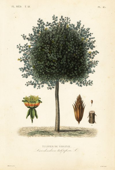 American tulip tree or tulipwood, Liriodendron tulipifera by Unbekannt