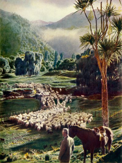 Amid the Beauties of New Zealand