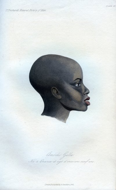 Amochi Galla, a Portrait of a Galla by Unbekannt