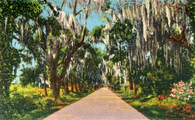An Alluring Highway Scene in the Carolinas, 1942 by Unbekannt