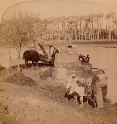 An Egyptian Sakiyeh, Drawing Nile Water for Irrigation, Egypt, 1896 by Unbekannt