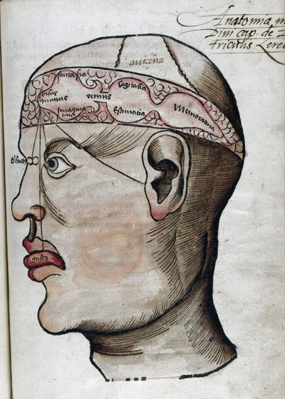 Anatomy 16th Century: Brain Section for Studying Localization of Cerebral Functions and Head Organs by Unbekannt