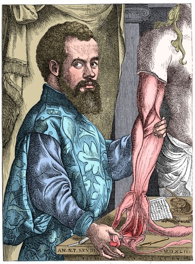 Andreas Vesalius, Flemish anatomist by Unbekannt