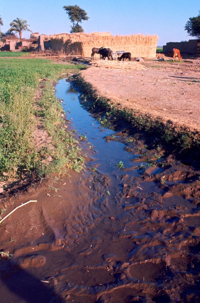 Animals grazing beside an irrigation or drainage ditch, Egypt, 20th Century by Unbekannt