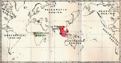 Anthropoidea - Hylobates Red, Simia Blue, Gorilla Brown, Anthropopithecus Green, 1897 by Unbekannt