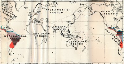 Anthropoidea - V. Map distribution of Families Hapalidae Red, and Cebidae Blue by Unbekannt