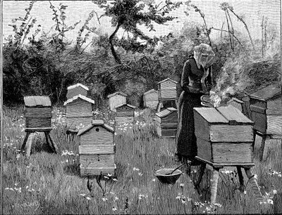 Apiary of wooden hives, Lismore, Ireland, 1890 by Unbekannt