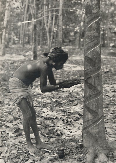 Worker cutting a rubber tree, spiral cut is uneconomical and no longer used by Unbekannt